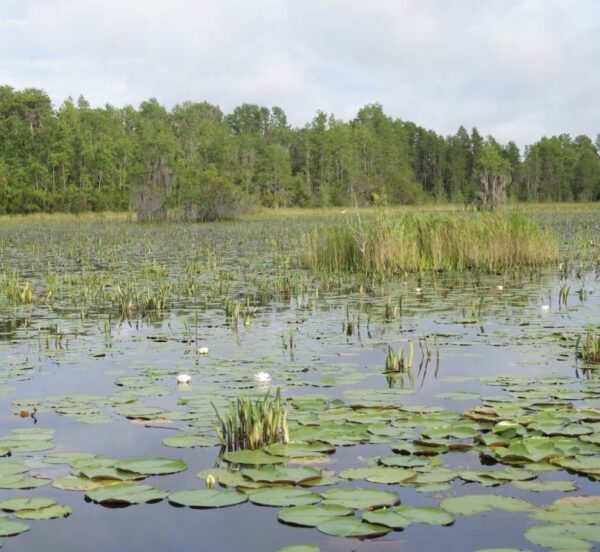 Okefenokee inspiration